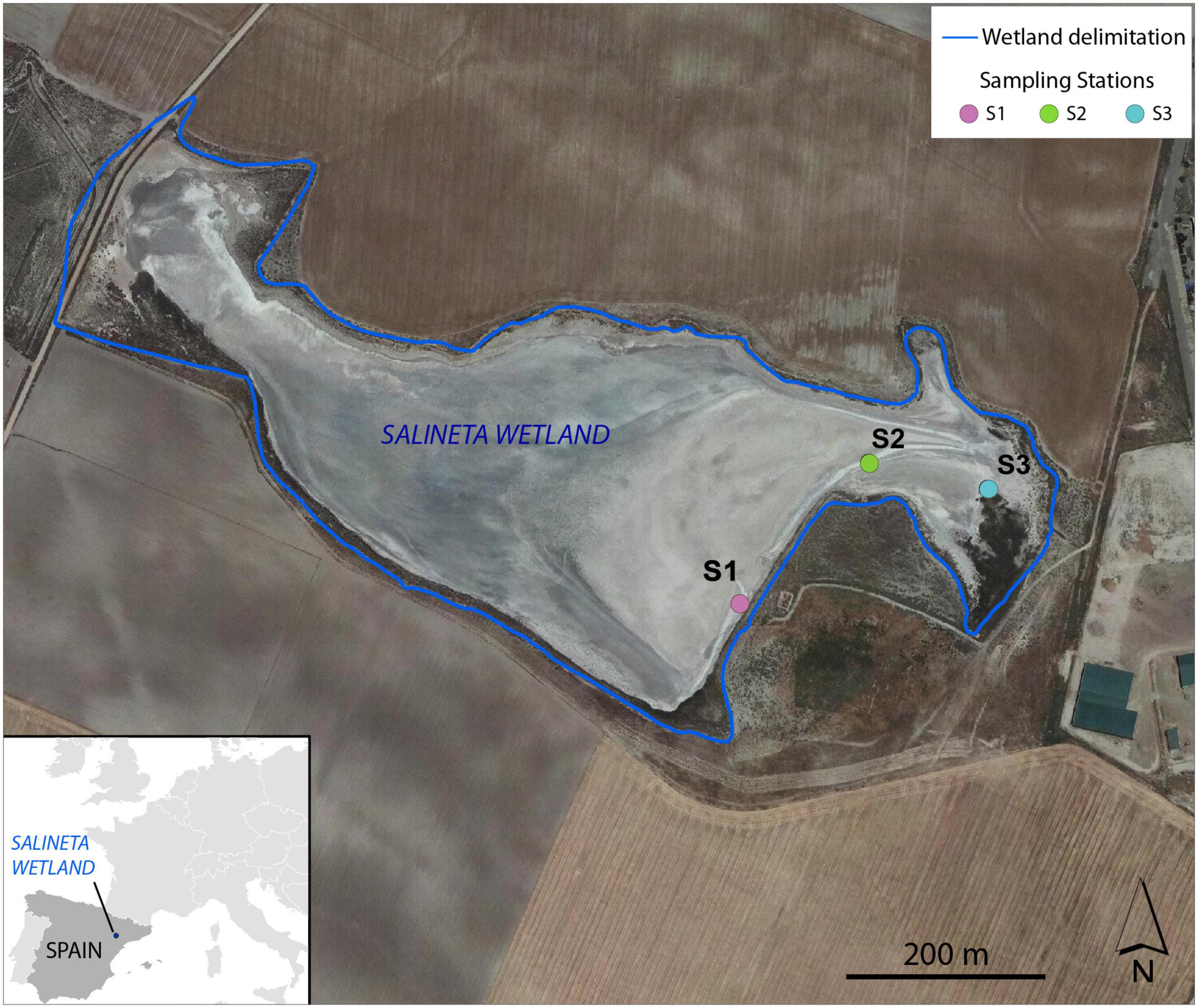 Vertical organization of microbial communities in Salineta hypersaline wetland, Spain